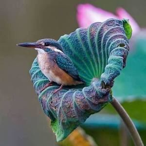 Meet your Posher, Becky